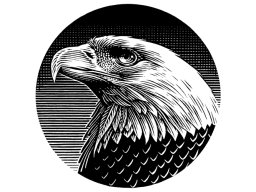 bald eagle